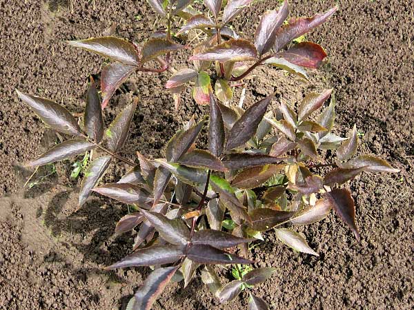 Sambucus nigra 'Black Beauty' /Bez černý/