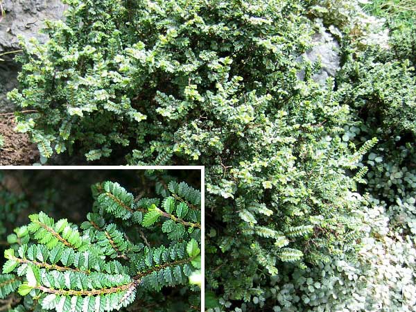 Ulmus davidiana 'Pygmaea' /Jilm (cs název nezj.)/