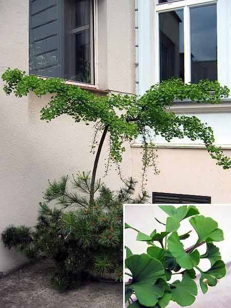 Ginkgo biloba 'Pendula' /Jinan dvoulaločný/