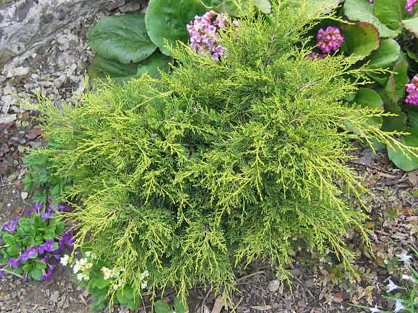 Juniperus chinensis 'Mordigan Aurea' /Jalovec čínský/