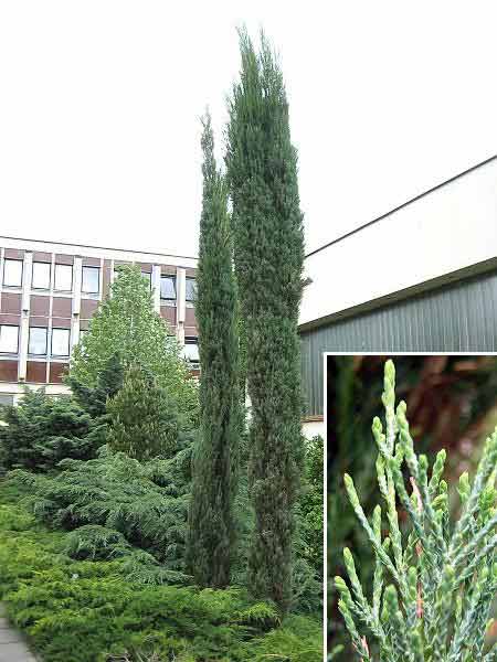 Juniperus virginiana 'Skyrocket'  /Jalovec virginský/