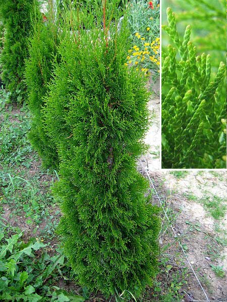 Thuja occidentalis 'Smaragd' /Zerav západní/