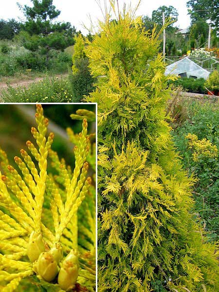 Thuja occidentalis 'Sunkist'  /Zerav západní/