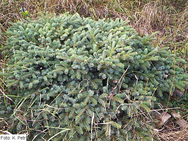 Picea x mariorika 'Machala' /Smrk /