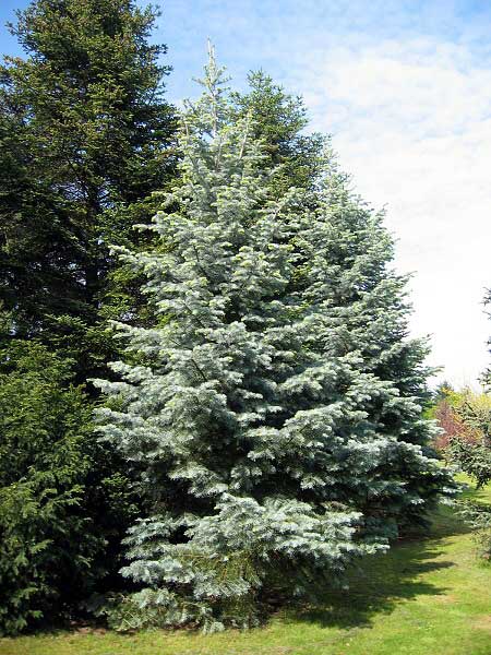 Abies concolor 'Violacea'  /Jedle stejnobarvá/