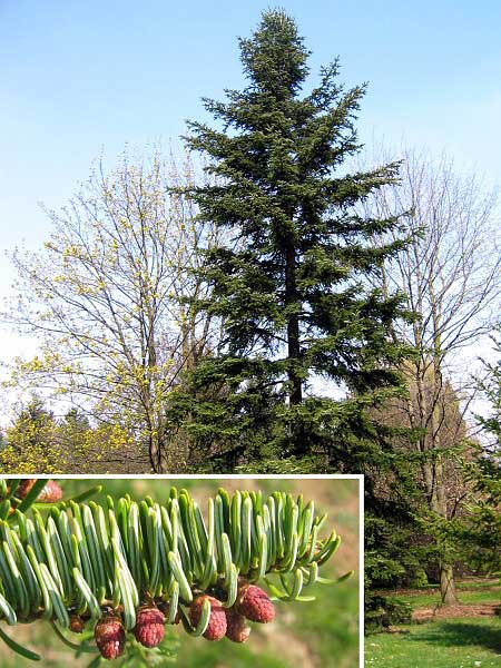 Abies cephalonica x nordmanniana  /Jedle/