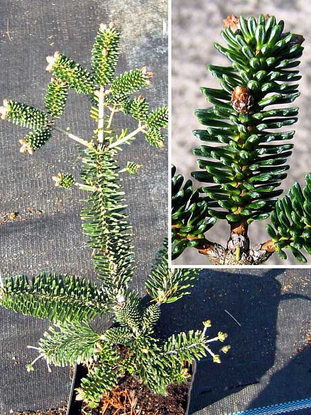 Abies koreana 'Numidiko' /Jedle korejská/