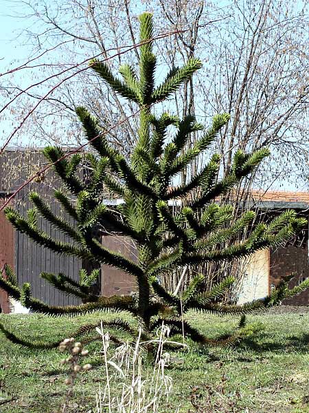 Araucaria araucana  /Blahočet chilský/