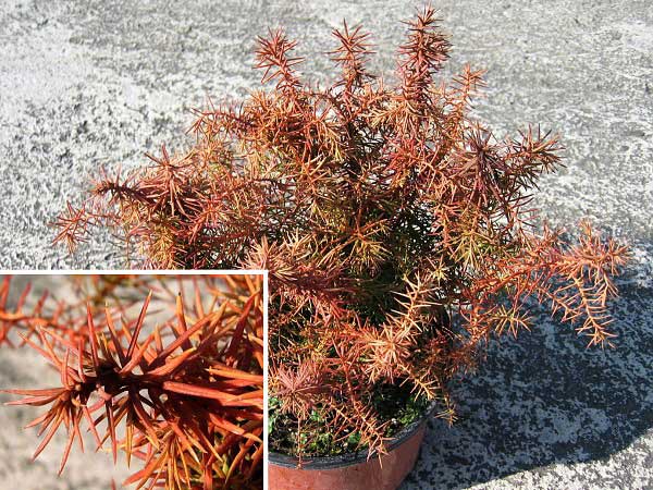 Cryptomeria japonica 'Mushroom' /Kryptomérie japonská/