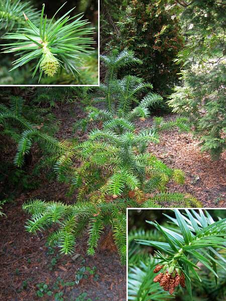 Cunninghamia lanceolata  /Ostrolistec kopinatý/