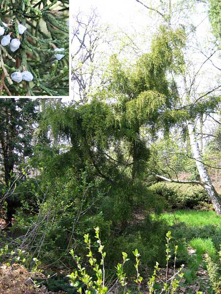 Juniperus virginiana 'Pendula'  /Jalovec virginský/