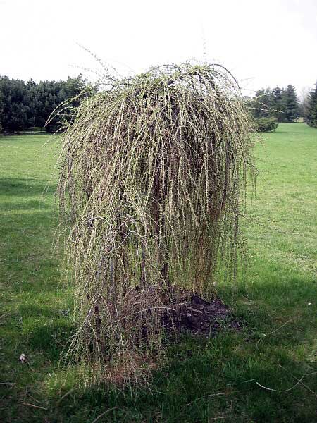 Larix decidua 'Repens'  /Modřín opadavý (roub.)/