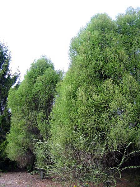 Larix decidua 'neznámý WB'  /Modřín opadavý/