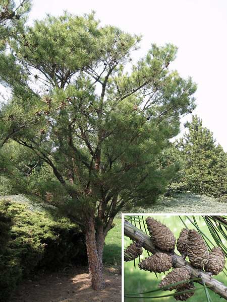 Pinus densiflora 'Tagyosho'  /Borovice hustokvětá/