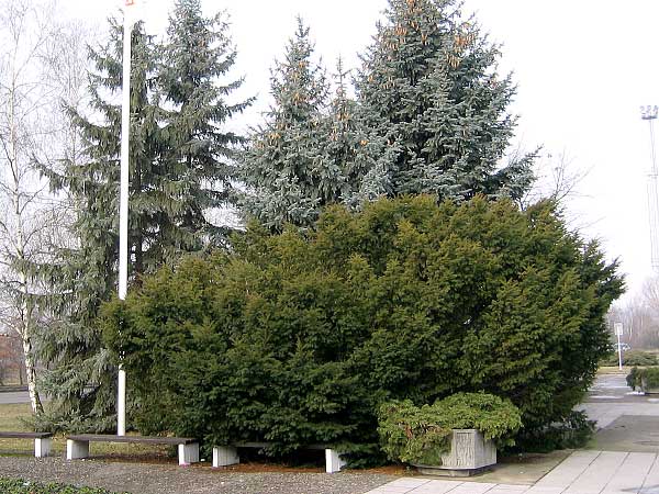 Taxus baccata /Tis červený/