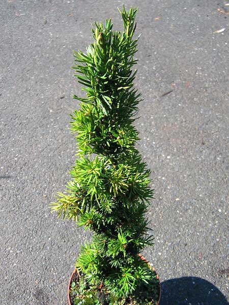 Taxus x media 'Stricta Viridis'  /Tis prostřední/