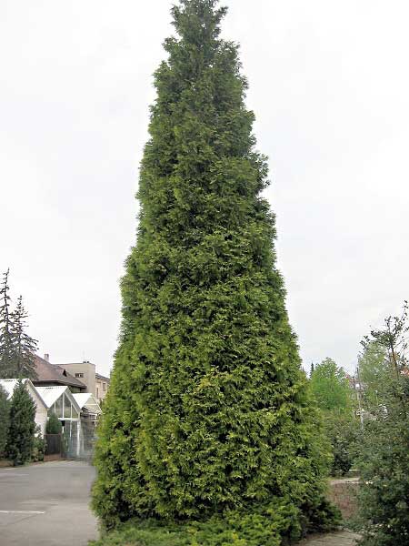 Thuja plicata 'Zebrina'  /Zerav obrovský/