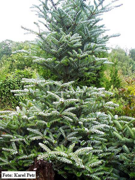 Abies koreana 'Silberlocke /Jedle korejská/