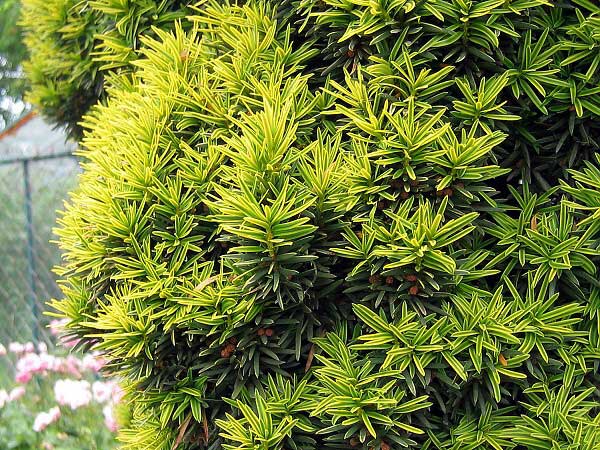 Taxus baccata 'Fastigiata Aureomarginata'  /Tis červený/