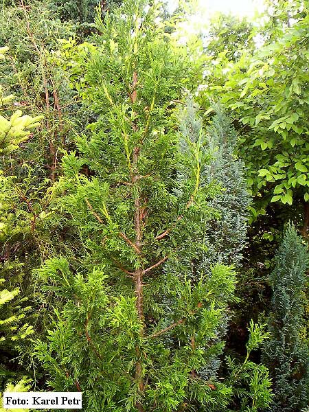 Thuja occidentalis 'Cristata'  /Zerav západní/
