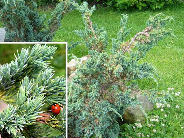 Juniperus squamata 'Meyeri'  /Jalovec šupinatý/