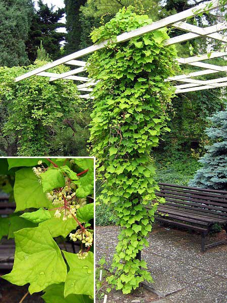 Menispermum dauricum  /Lunoplod dahurský/