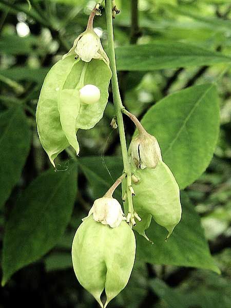 Staphylea pinnata /Klokoč zpeřený/