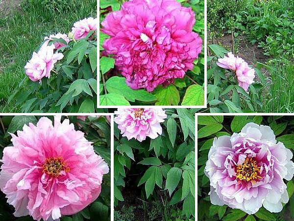 Paeonia suffruticosa  /Pivoňka křovitá/